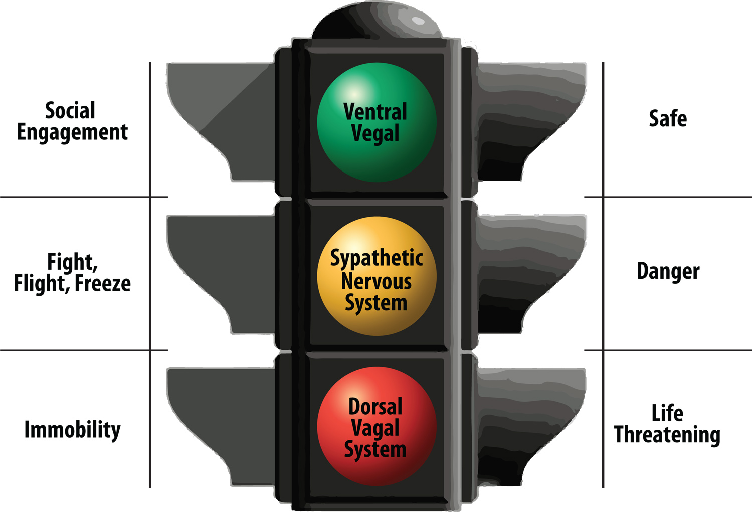 a street signal graphic breaking down the sympathetic nervous system