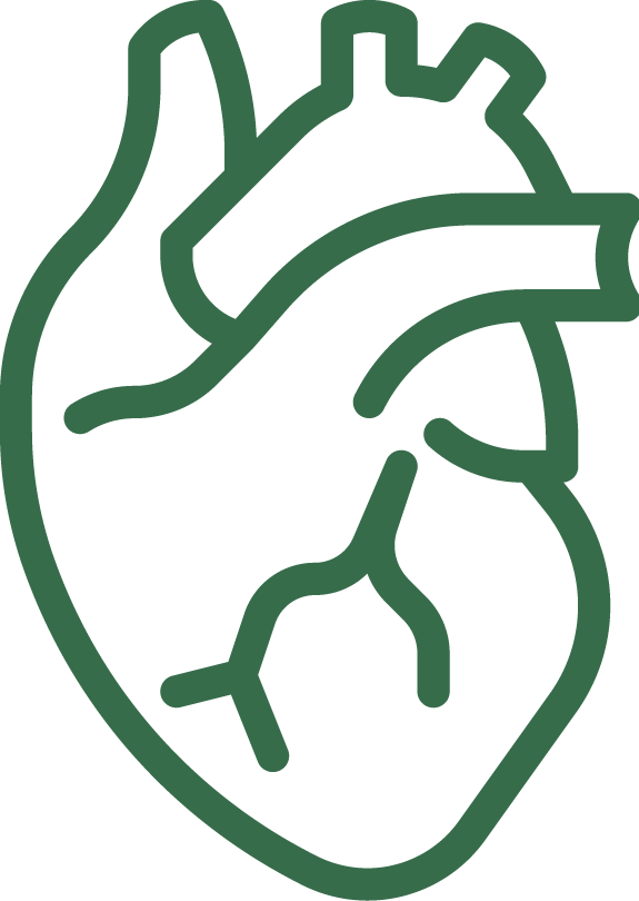 digital outline of anatomical heart