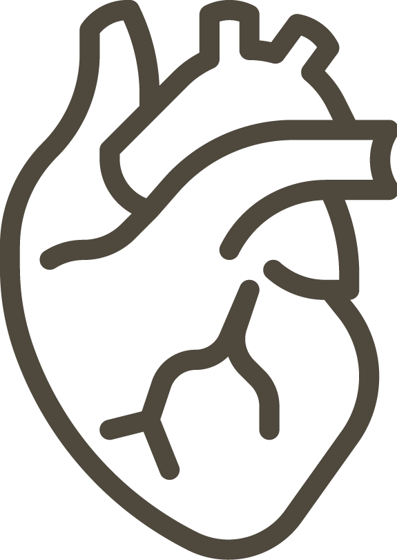 digital outline of anatomical heart